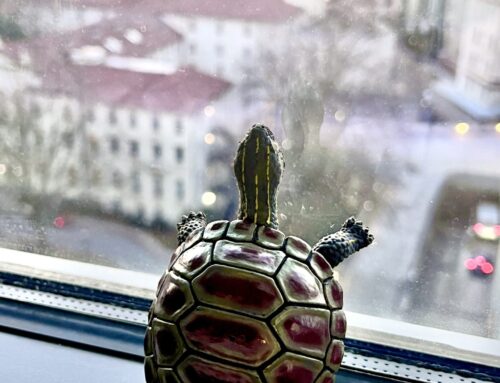 Perry Turtle and Post-Surgery Praises